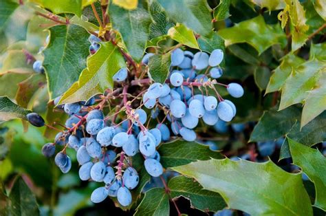 Mahonia Aquifolium Oregon Grape Holly