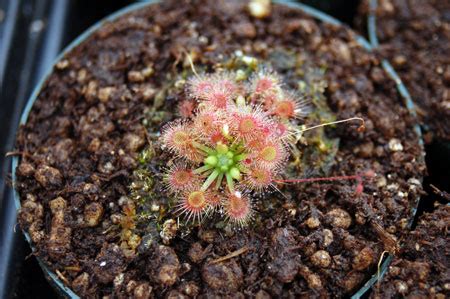 Get the best deals on sundew drosera carnivorous plants. Drosera x nitidula x pulchella photos