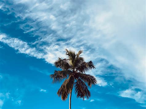 Wallpaper Palm Tree Branches Sky Clouds Hd Widescreen High