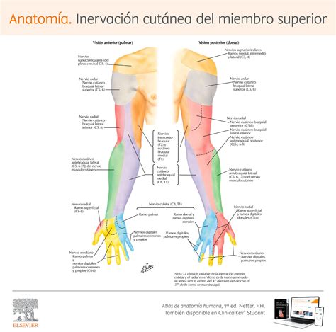 Anatomía Inervación Cutánea Del Miembro Superior
