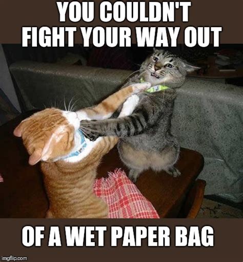 Two Cats Fighting For Real Imgflip