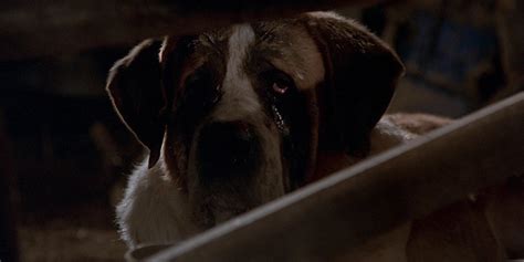 Cujo 10 Behind The Scenes Facts About The Vicious Stephen King Movie