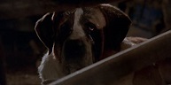 Cujo: 10 Behind-The-Scenes Facts About The Vicious Stephen King Movie ...