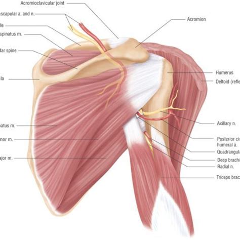 Shoulder Muscle Anatomy Image Muscle Anatomy Shoulder Anatomy