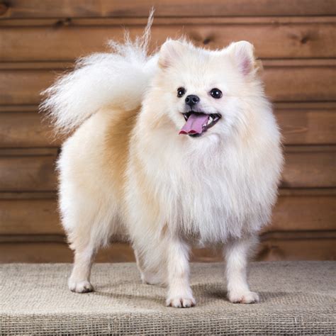 20 Popular And Cute Small Dog Breeds