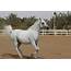 Kuwait Uncensored Ajmal Arabian Stud Farm  Horse