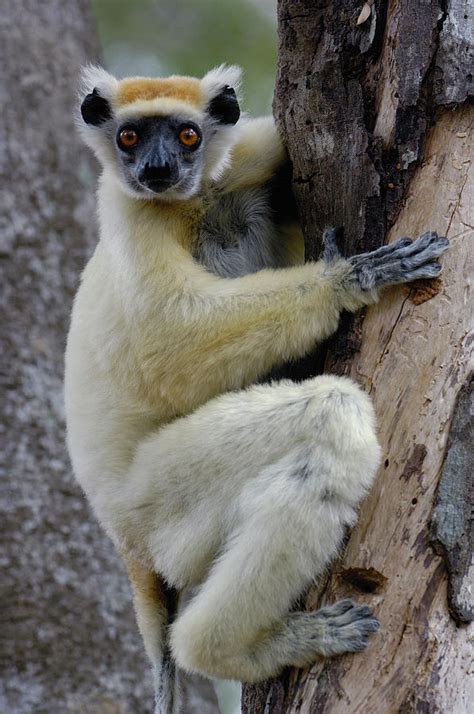 Golden Crowned Sifaka Propithecus Photograph By Pete Oxford