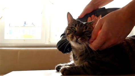 Cute Video Cat Really Loves Being Vacuumed Abc7 New York