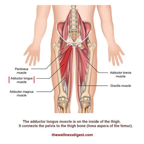 Adductor Longus Origin Insertion Action Innervation The Wellness