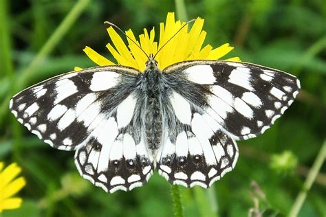 Marbled White Dorset Butterflies