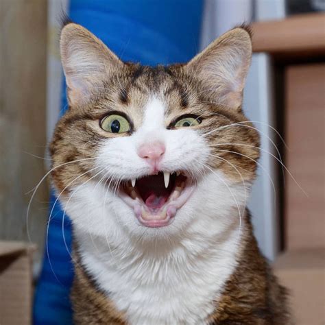 Meet Rexie Handicapped Cat With Hilarious Facial Expressions