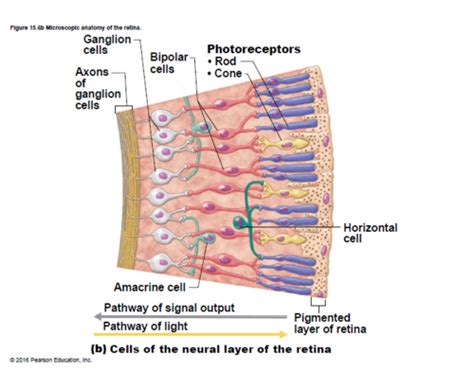 Microscopic Anatomy Of The Retina Flashcards Quizlet