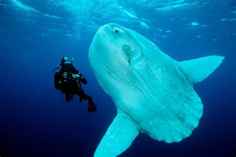 10 Amazing Facts About Ocean Sunfish