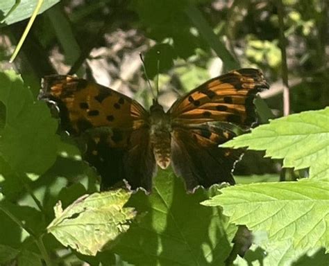 Latino Heritage Internship Program Butterfly Surveying In Cuyahoga