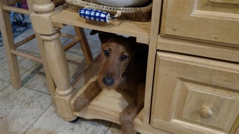 clancy in pennsylvania adopted irish terrier rescue network