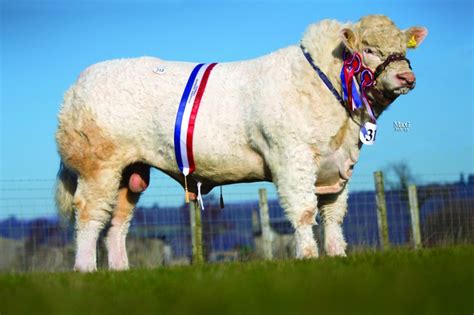 February 2013 The British Charolais Cattle Society