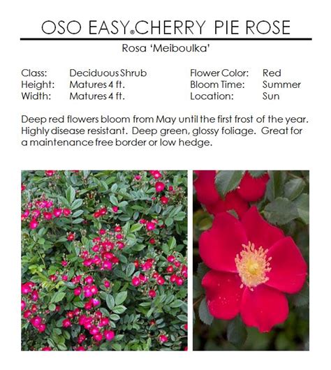 Oso Easy Cherry Pie Rose — The Garden Kingdom
