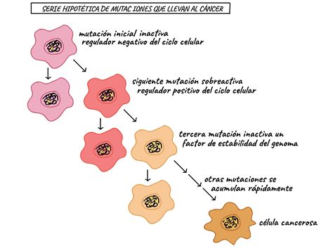 Etapas Del Ciclo Celular Involucradas En El Cancer Consejos Celulares