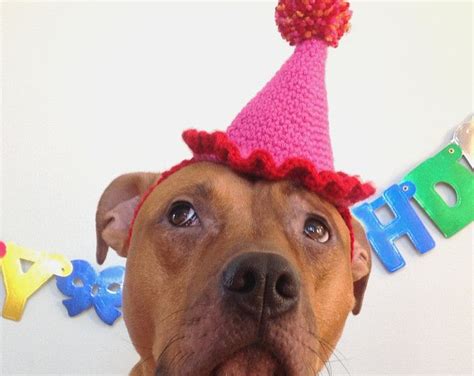 Dog Birthday Hat Party Hat For Dogs Gotcha Day Hat Dog Birthday Hat