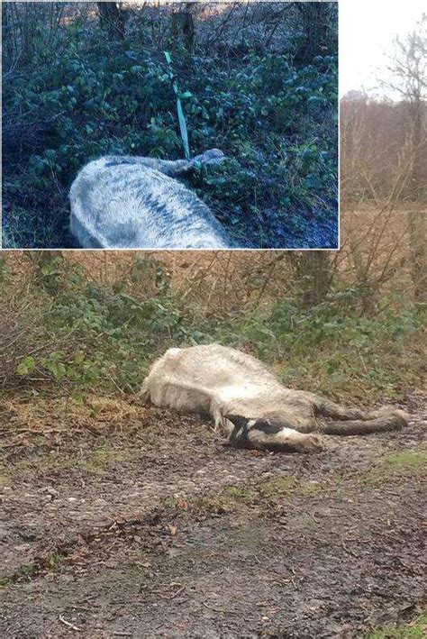 Dead Pony Found Abandoned In Warren Street Lenham With Legs Tied To