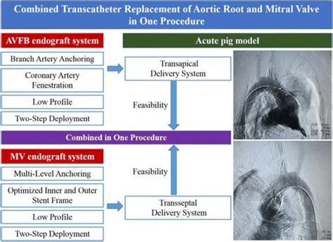 Combined Transcatheter Replacement Of Aortic Root And Mitral Valve In