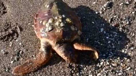 Νεκρή χελώνα καρέτα καρέτα ξεβράστηκε σε παραλία στο Ναύπλιο βίντεο