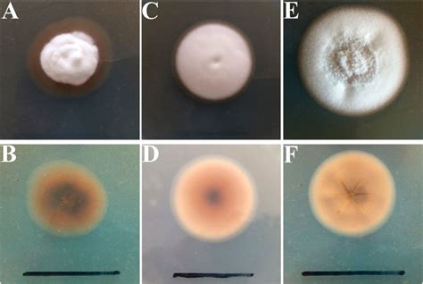 Colony Morphology Of Epichloë Endophytes Isolated From Hordeum