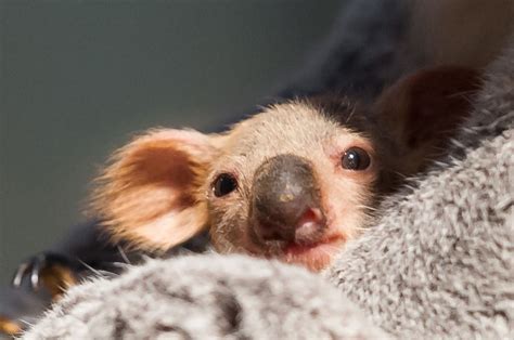Baby Koala Noses Its Way Out Of The Pouch At Planckendael Cute Baby