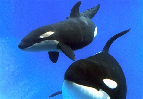 Killer Whales Orcinus Orca Adaptations For An Aquatic Environment