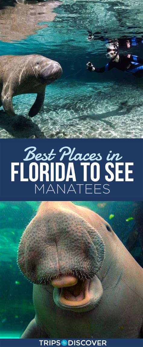 The Best Spots To See Florida Manatees From Crystal River Weeki