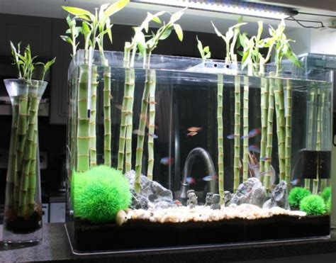 Créer Une Fourmilière Dans Un Aquarium - L' aquarium meuble dans la déco