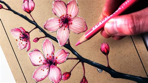 How To Draw Cherry Blossoms Youtube