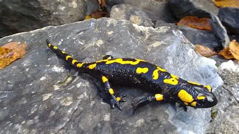 10 Interesting Salamander Facts My Interesting Facts