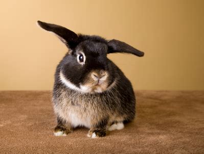 Many have repeated phantom pregnancies and may growl, lunge at, scratch or bite their owners or other rabbits, particularly in spring and summer. Getting a Pet Rabbit: What to Expect
