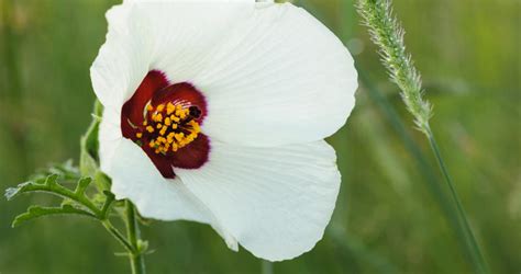 Hibiscus (rosemallows) plant has a scientific name called hibiscus, especially due to its bright red flower. Wild Hibiscus - Flowers - South Africa