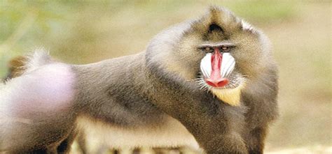 Decoded Why Male Baboons Commit Domestic Violence