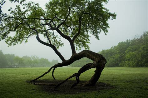 Zen Tree A Photo On Flickriver
