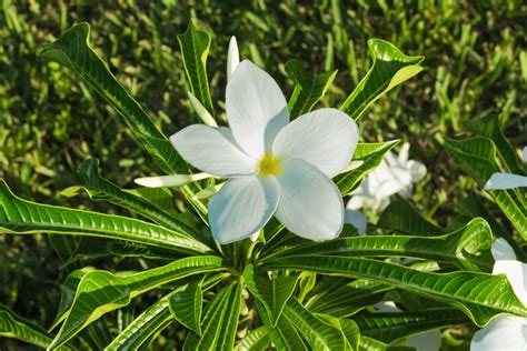 Free Images Nature Blossom White Flower Spring Green Botany