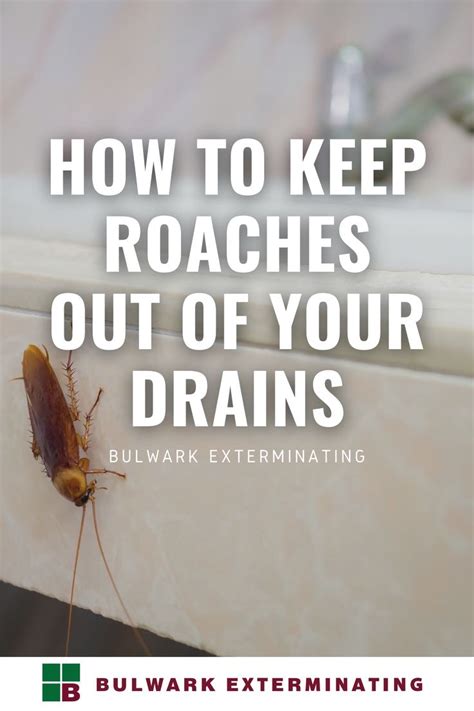Tips And Tricks On How To Keep Roaches Out Of Drains Kill Roaches Naturally Kill Roaches Roaches