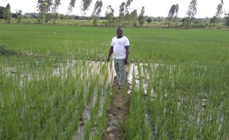 Burkina Faso Young Rice Producers Combat Hunger Amid Poverty