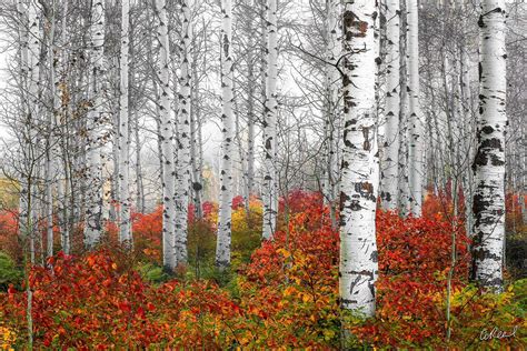 Luxury Fine Art And Nature Photography Prints Aaron Reed