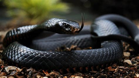 Deadly Black Mamba Snake On The Loose In The Uk