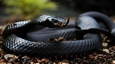 Deadly Black Mamba Snake 'On The Loose In The UK'