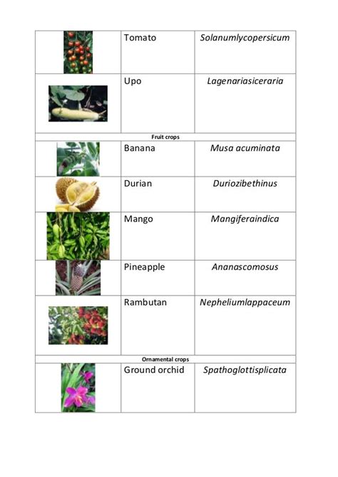 Scientific Names Of Plants Aloe Vera Types And Common Botanical Or