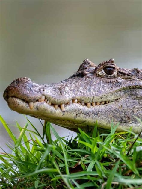 10 Incredible Caiman Facts Az Animals