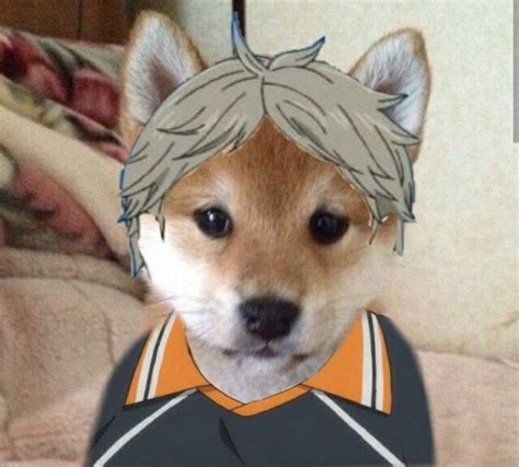 Sugawara Pfps In 2020 Haikyuu Anime Dog Icon Anime Animals