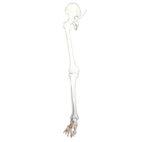 Human Leg Skeletal Anatomy