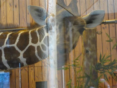 Det Zoo 1129080039 New One Year Old Giraffe Jabari Makes Flickr