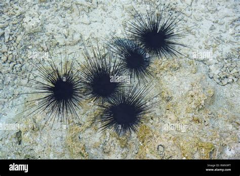 Underwater View Of Black Sea Urchin With Long Spikes In The Bora Bora