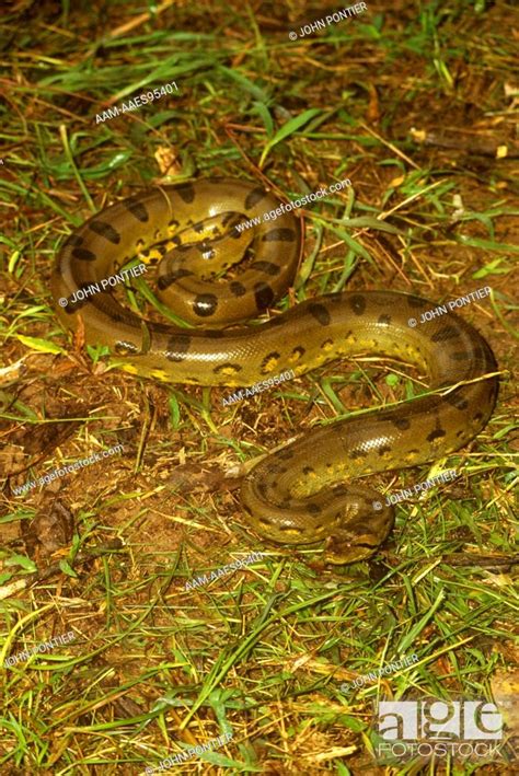 Common Anaconda Eunectes Murinus Upper Amazon Peru Stock Photo